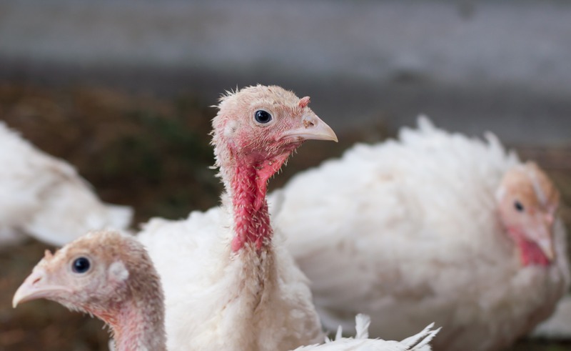 a young turkey on a farm, close-up, vertical orientation