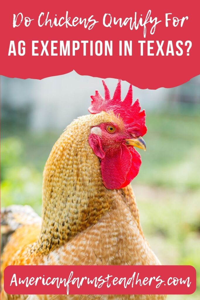 do chickens qualify for ag exemption in texas