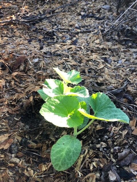 close up of squash plant surrounded by used livestock bedding as mulch to cover soil