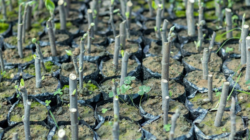 close up of fig tree cuttings in pots of soil beginning to sprout