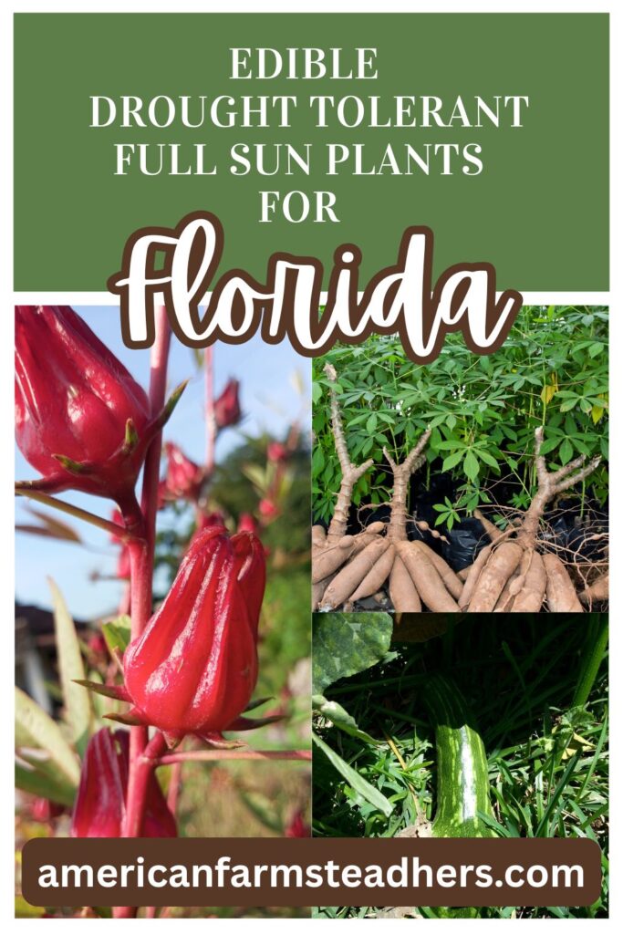 drought tolerant full sun plants for Florida featured image