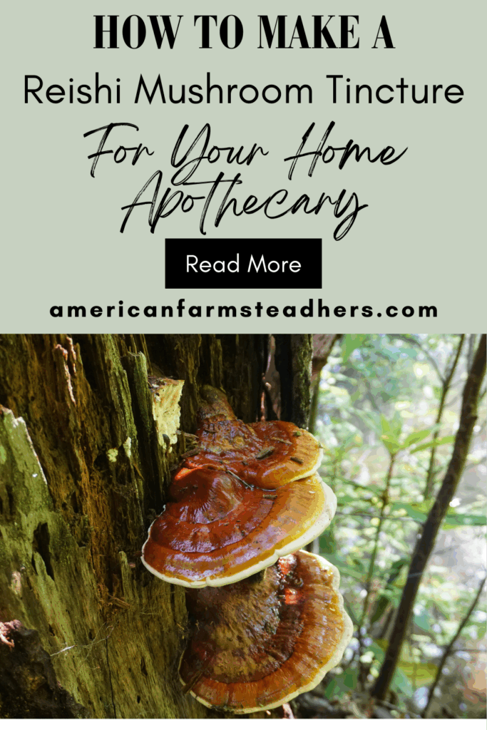 reishi mushroom tincture