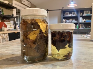 two mushroom tinctures on the counter