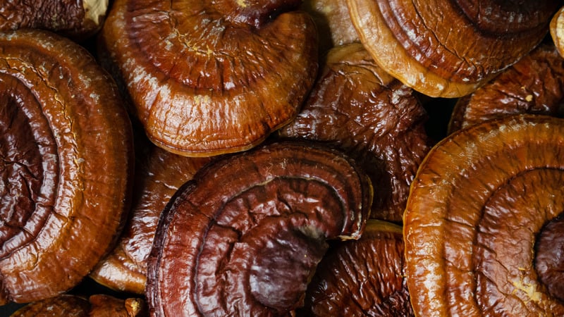 closeup of several reishi mushrooms