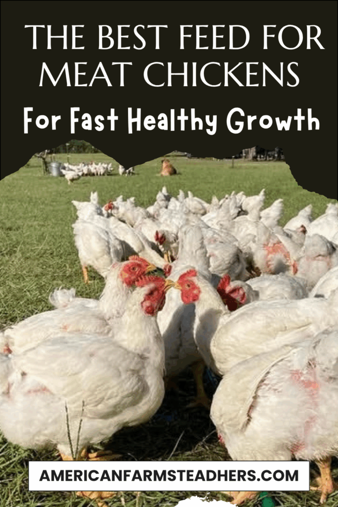 best feed for meat chickens