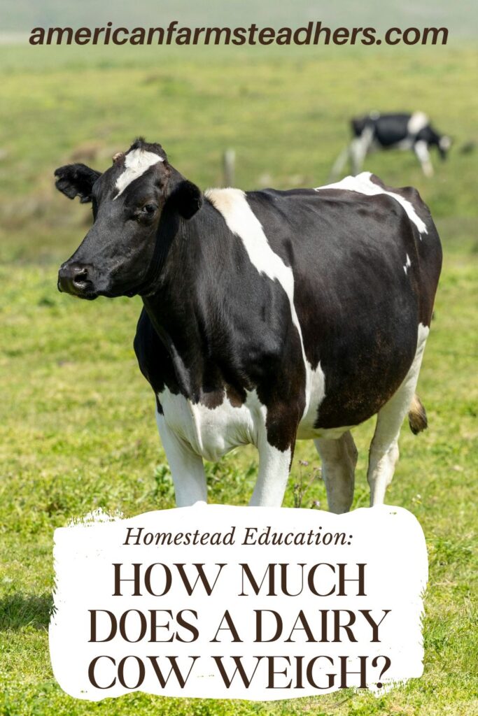 how much does a dairy cow weigh featured image
