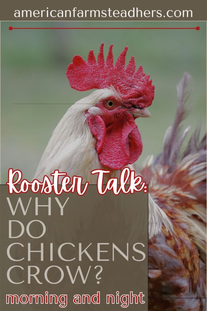 why do chickens crow featured image