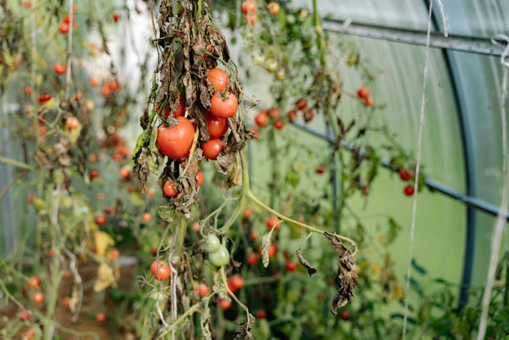 close up of dying tomato plant on trellis with disease