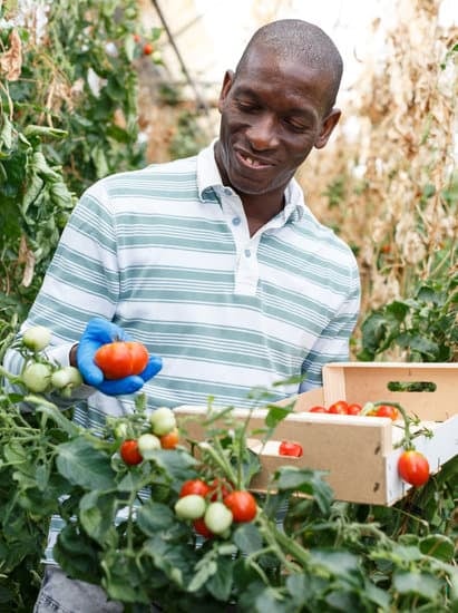 gardner harvests tomaotes