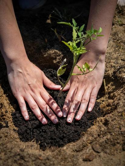 close up of gardener's hands planting tomato in fresh soil